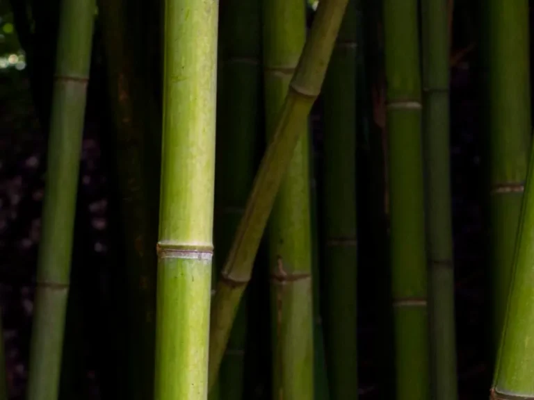 Bamboo